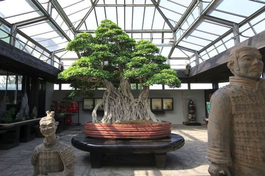 Cây đa bonsai tại bảo tàng Crespi Bonsai Museum (Italy) hiện được xem là  cây bonsai “thọ” nhất thế giới với tuổi thọ ước tính trên 1.000 tuổi.