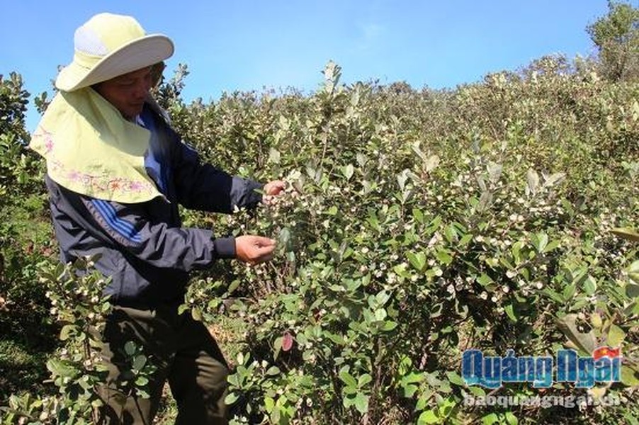 Cứ đến cuối tháng 7, đầu tháng 8 hằng năm là thời điểm sim rừng tự nhiên tại thảo nguyên Bùi Hui, xã Ba Trang, huyện Ba Tơ, tỉnh Quảng Ngãi chín rộ. Ảnh: Báo Quảng Ngãi.