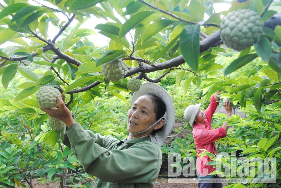 Thời điểm này, huyện Lục Nam, tỉnh Bắc Giang bắt đầu vào vụ thu hoạch  na. Ảnh: Báo Bắc Giang.