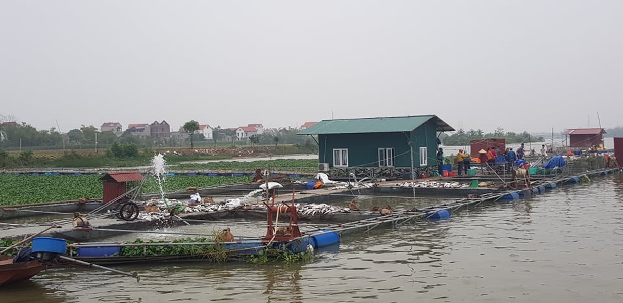 Theo các hộ dân nuôi cá lồng tại thôn Chí Linh 1 (xã Nhân Huệ, TP Chí Linh) phản ánh đến  PV Kiến Thức, vào khoảng 18h tối ngày 6/3, hàng chục lồng nuôi cá của các hộ dân xuất hiện tình trạng  cá chết hàng loạt.