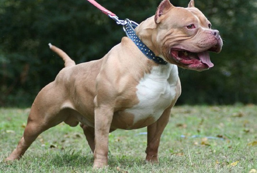 Chó pitbull tấn công khiến người phụ nữ ở Thanh Hóa tử vong: Tối ngày 28/8, bà D. (64 tuổi) trú tại thôn Sao Vàng (xã Hoằng Phụ, huyện Hoằng Hóa, Thanh Hóa) khi cho chó pitbull của gia đình nuôi ăn đã bất ngờ bị chó tấn công. Bà D tử vong dù được đưa đi cấp cứu. Con chó pitbull này gia đình bà D nuôi được hơn 1 năm nay, nặng khoảng 40kg. Sau khi xảy ra sự việc, gia đình đã tự tiêu hủy con chó pitbull cắn chủ này. (Ảnh minh họa).