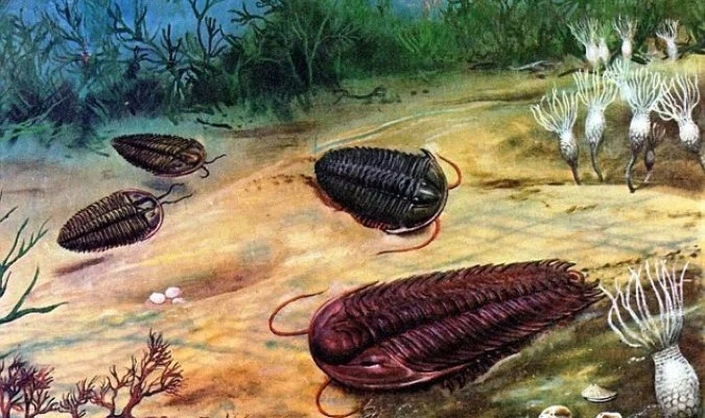 Bọ ba thùy (trilobite) là  động vật chân đốt sống ở biển đã tuyệt chủng và lần đầu tiên được tìm thấy trong mẫu hóa thạch khoảng 541 triệu năm trước.