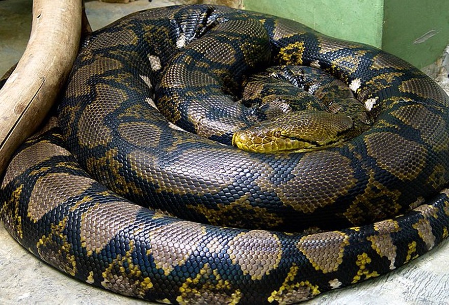 5. Trăn gấm (10m). Là một loài trăn bản địa Nam Á, trăn gấm (Malayopython reticulatus) được trang trí bằng hoa văn hình kim cương rất dễ nhận biết. Trăn gấm được công nhận là  loài rắn dài nhất trên Trái đất hiện nay.