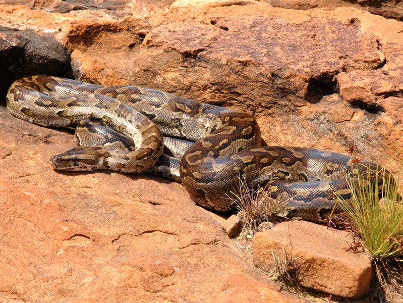 10. Trăn đá Trung Phi (5m). Trăn đá Trung Phi (Python sebae) là  loài rắn lớn nhất châu Phi. Nó có khả năng thích nghi cao và được tìm thấy trên khắp châu Phi cận Sahara, nơi nó sinh sống cân bằng trong các môi trường sống thảo nguyên, rừng và sa mạc. Những con trăn này dài trung bình khoảng 3 đến 5m.