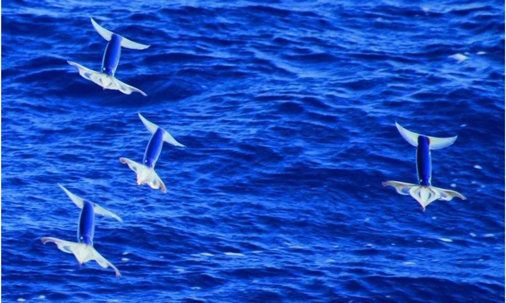 1. Mực ống bay: loài mực này còn có tên “mực bay Nhật Bản”, “mực bay Thái Bình Dương”, hay Todarodes pacificus có thể bay được khoảng 30m trên bề mặt nước để tránh kẻ thù và tiết kiệm năng lượng khi di cư. (Nguồn: Reddit)