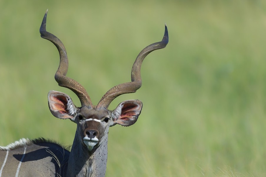 Linh dương vằn Kudu đực để thu hút phái nữ và chứng tỏ quyền uy của mình, chiếc sừng xoắn của nó có thể mọc dài đến gần 2m. Chiều cao khổng lồ của chiếc sừng khiến con đực cực kỳ bắt mắt.  Bộ phận cơ thể siêu kỳ quặc nhưng cũng rất dễ thương.