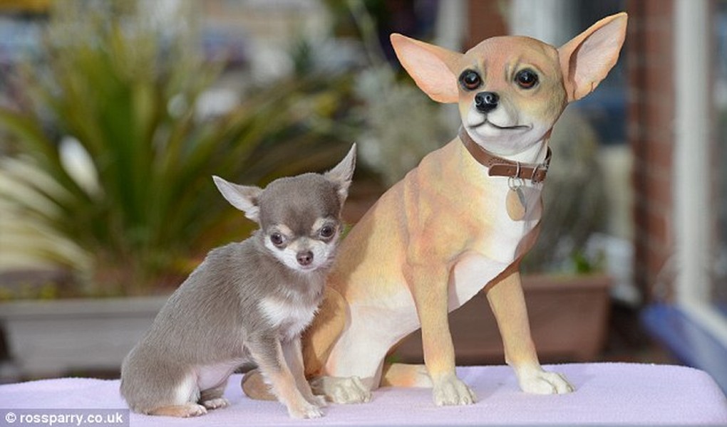 Bibity Bobity Boo là một cô chó chihuahua vừa được công nhận là  con chó nhỏ nhất nước Anh với chiều cao thấp kỷ lục, chỉ hơn 7cm và chiều dài 15cm, trọng lượng cơ thể 0.7kg.