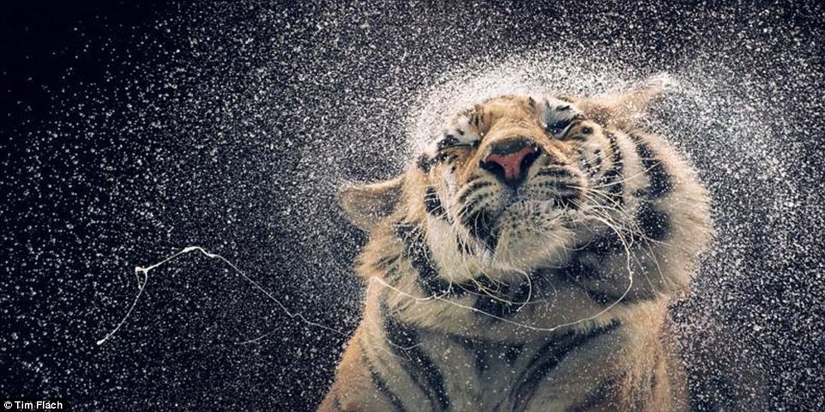 Tim Flach, một nhiếp ảnh gia 54 tuổi, hiện đang sống Anh là một trong những nhiếp ảnh gia động vật nổi tiếng nhất trên thế giới. Bộ ảnh làm nên tên tuổi của Tim lần đầu tiên là bộ ảnh về những chú chó và ngựa mang tên Dogs Gods and Equus. Tim Flach tiếp tục khiến người xem kinh ngạc với chùm ảnh chân dung  các loài động vật cực độc đáo của mình.