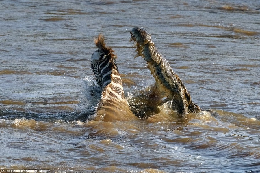 Cảnh tượng kinh hoàng được ghi lại sông Mara, Maasai Mara, Kenya. Khi một con ngựa vằn cố gắng vượt  sông đầy cá sấu sang bờ bên kia và phải trả giá bằng cả mạng sống của mình vì dũng cảm không đúng lúc.