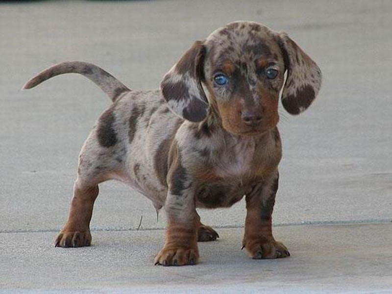  Con chó lai giữa giống chó lạp xưởng Dachshund và giống chó đốm Dalmatian cực kỳ ngộ nghĩnh và đẹp trai với đôi mắt xanh biếc, những đốm đen pha với bộ lông nâu sữa.