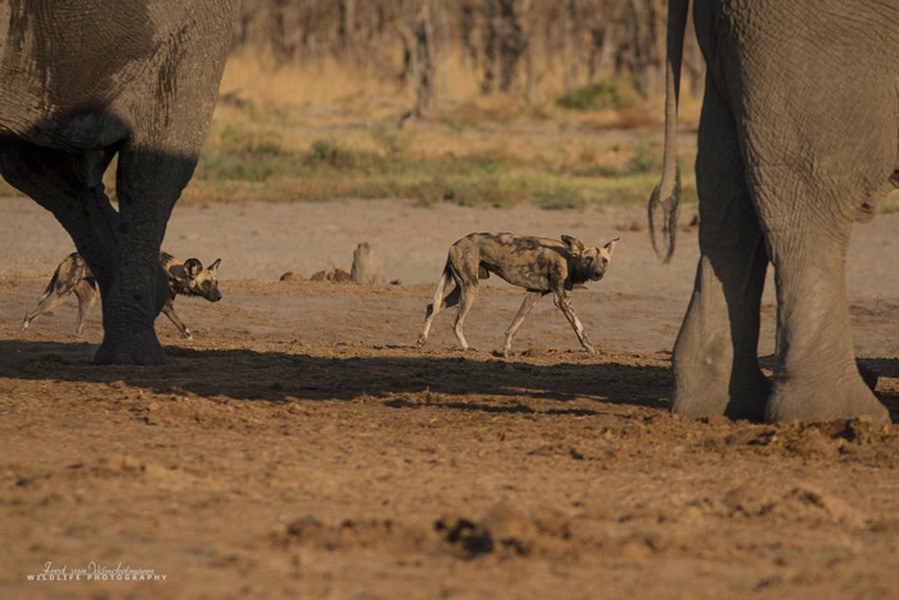 Vùng đất Savuti ở Botswana là một trong những khu vực quy tụ nhiều động vật hoang dã ở Nam Phi. Vào thời điểm này trong năm, mùa khô hạn sẽ bắt đầu. Nhiệt độ ban ngày ở nơi đây có thể lên đến 40 độ C và khiến đời sống hoang dã ở nơi đây có nhiều thay đổi. Những con chó hoang thông minh, nhanh nhẹ tiếp cận chỗ nước và thỏa mãn cơn khát mà không bị đàn  voi khổng lồ giết chết