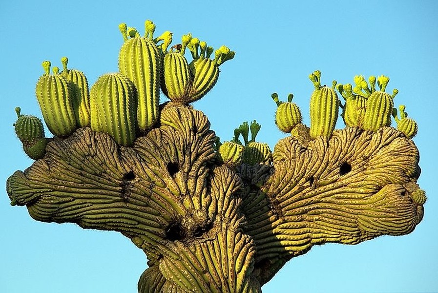  Xương rồng khổng lồ Saguaro có nguồn gốc ở sa mạc Sonoran, Arizona, Mỹ đồng thời là loài thực vật hoang dã biểu tượng của tiểu bang này. Ngoài ra, loài xương rồng độc đáo này còn phân bố ở khu vực liền kề Mexico State of Sonora và một phần nhỏ ở California.