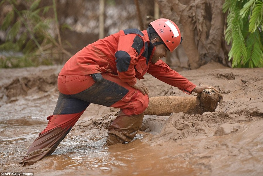 Trong ảnh là khoảnh khắc ấm lòng khi một người lính cứu hỏa giải cứu một con  chó bị mắc kẹt dưới bùn lầy đặc quánh trong một thảm họa khai thác mỏ tàn khốc ở Paracatu de Baixo, Minas Gerais, Brazil.