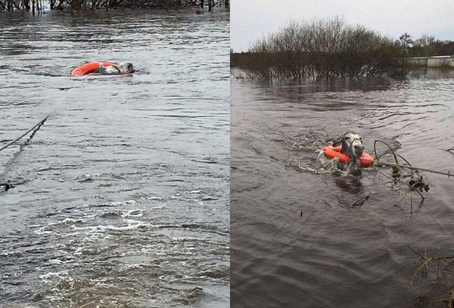 Mới đây, do mưa lớn, tại County Kerry, Ireland xảy ra một trận lũ kinh hoàng, gây thiệt hại nhiều về người và của. Những động vật từ lớn đến bé cũng không thoát khỏi bi kịch này. Tuy nhiên một  chú lừa may mắn đã được con người cứu thoát, một lần nữa chứng minh tình cảm giữa người và động vật.