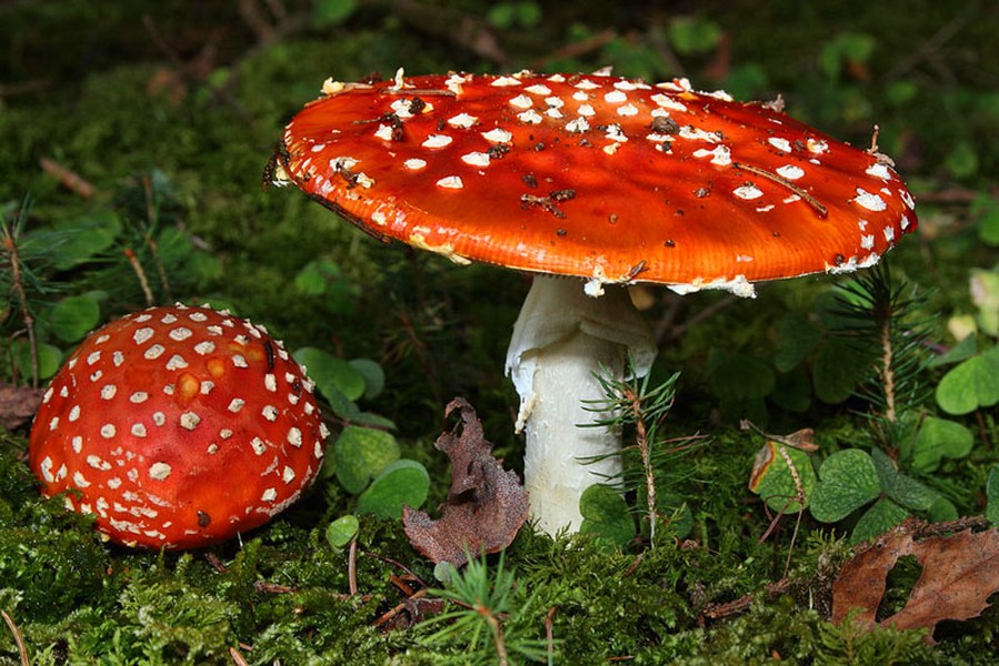 1. Nấm tán bay Fly Agaric, tên khoa học là Amanita muscaria, ngoại hình bắt mắt của nó rất giống những cây nấm trong những câu chuyện cổ tích của trẻ em. Tuy nhiên loại nấm này lại là một trong những loại  nấm độc nhất thế giới, luôn luôn có thể gây chết người. Chất độc chứa trong nấm tán bay là muscimol và axit ibotenic, có tác động lên hệ thần kinh trung ương gây mất phối hợp, kích động, buồn nôn, buồn ngủ xen kẽ, trong một số trường hợp còn gây ảo giác. Những người có vấn đề về tim mạch có thể tử vong nhanh chóng khi ăn phải loại nấm này. (Nguồn Planetdeadly)