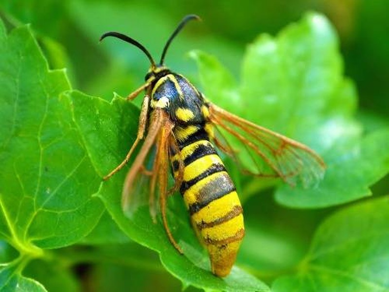 Ngoài ngụy trang, giả trang thành loài khác chính là một trong những  chiêu phòng vệ của côn trùng được tán thưởng nhiều nhất. Giống như con bướm này, nó đã lén lút cải trang thành một con ong bắp cày và thành công đe dọa những kẻ thù muốn tấn công nó. (Theo Emgn)