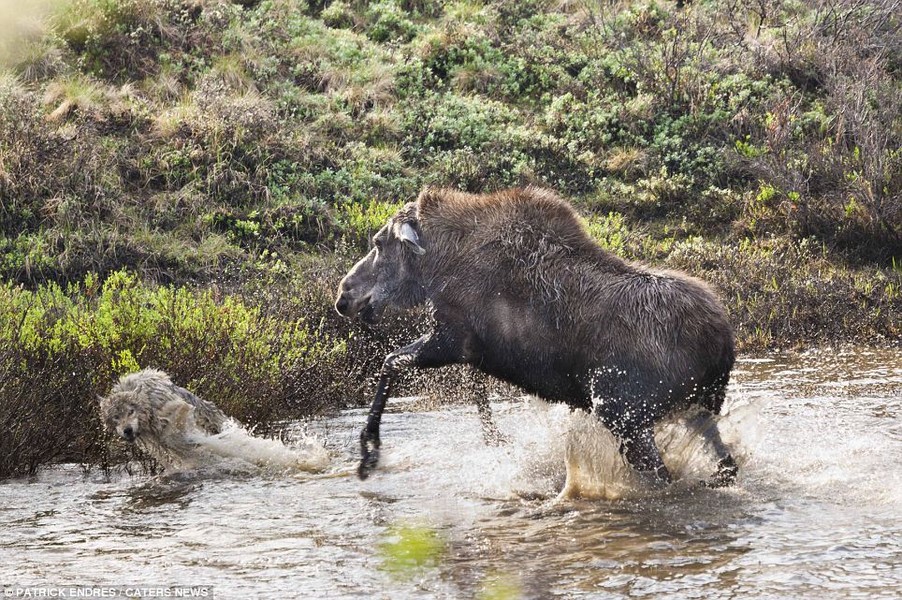 Patrick Endrews, một nhiếp ảnh gia động vật hoang dã ở Alaska vô cùng kinh ngạc khi chứng kiến một màn kịch tính ngay giữa thiên nhiên hoang dã ở công viên quốc gia Denali. Không chần chừ, anh nâng máy ảnh ghi lại cảnh tượng  nai sừng tấm huyết chiến với đàn sói đói để bảo vệ con mình. Nguồn: Daily Mail