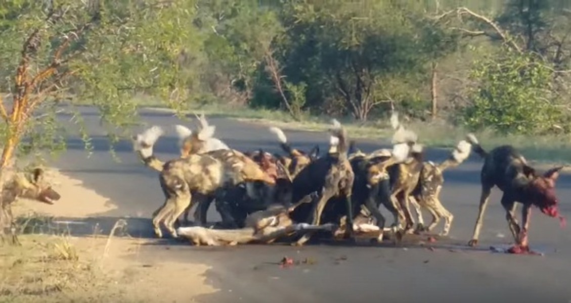 Nhiếp ảnh gia Gerhard van Schoor và vợ của mình trong khi di chuyển đến khu vực Orpen Camp tại công viên quốc gia Kruger, Nam Phi vô tình được chứng kiến cảnh tượng đẫm máu khi đàn  chó hoang cắn xé con mồi khốc liệt ngay trên đường cái. (Nguồn Kruger National Park)