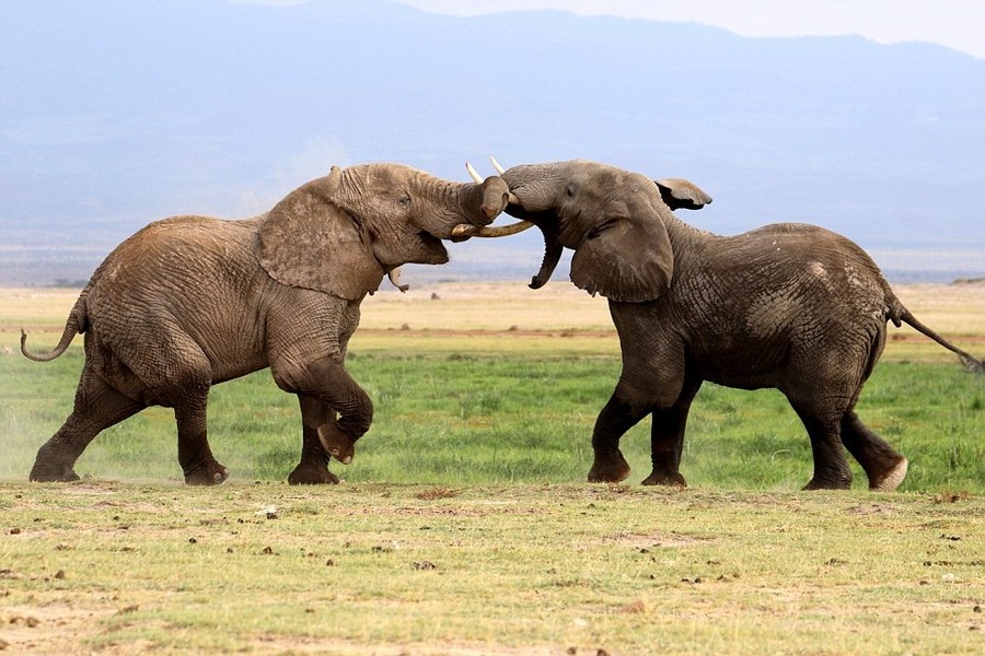 Nhiếp ảnh gia Mike McCaffrey, hiện đang sống ở Kenya, trong chuyến khám phá di chuyển qua phía Đông và phía Nam châu Phi đã ghi lại được những hình ảnh ngoạn mục khi  voi khổng lồ kịch chiến giành quyền thống trị bầy đàn. (Nguồn Dailymail)