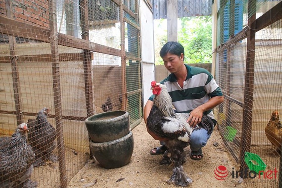 Theo anh Lê Ngọc Phước (chủ trại gà ở quận 12) thì giống  gà kỳ lân, hay còn gọi là gà Brahma được anh nuôi khoảng 1 năm nay. Ban đầu anh thử sức với giống gà Đông Tảo, nhưng qua một thời gian do có nhiều người nuôi nên anh chuyển sang giống gà kỳ lân khổng lồ này. Anh cho biết, tại TP.HCM thì anh là người đầu tiên nuôi giống gà quý này.