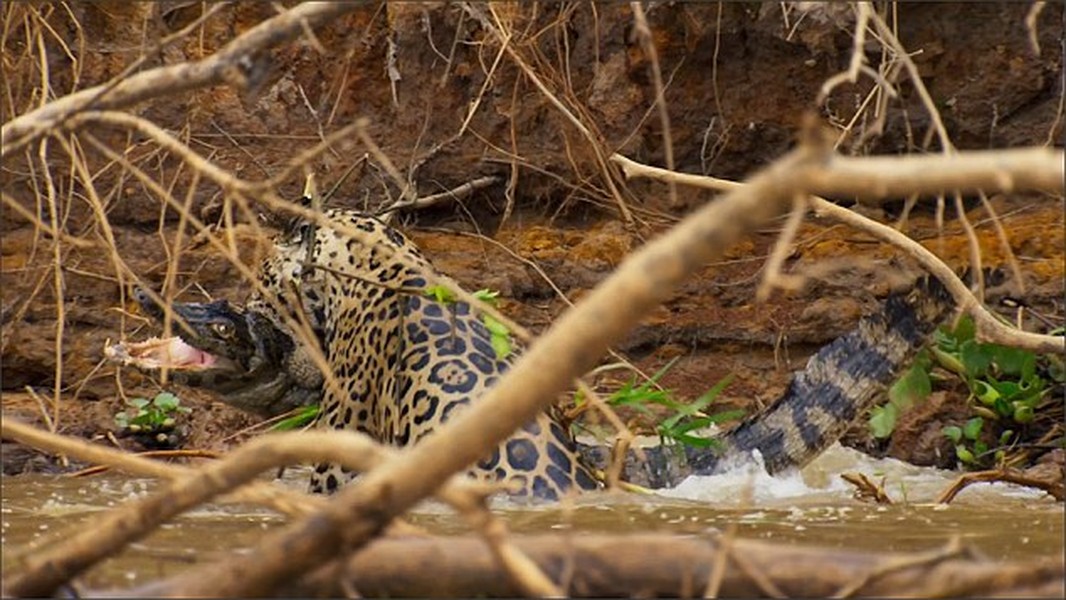 David Attenborough, một nhà làm phim chuyên nghiệp đã ghi lại được cảnh tượng  báo đốm săn cá sấu ngay dưới nước tại một nhánh sông trong khu rừng Amazon ở Brazil. (Nguồn Dailymail)