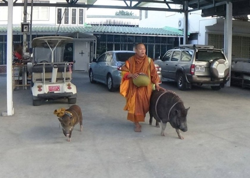 Mới đây, trên đường phố Thái Lan xuất hiện những hình ảnh vô cùng kỳ lạ, một nhà sư đi khất thực cùng hai  đệ tử lợn rừng, một lớn và một vẫn còn nhỏ. Những con lợn rừng này chính xác là những con lợn rừng hoang dã nhưng lại cực kỳ ngoan ngoãn, rất nghe lời nhà sư. (Nguồn Sina)