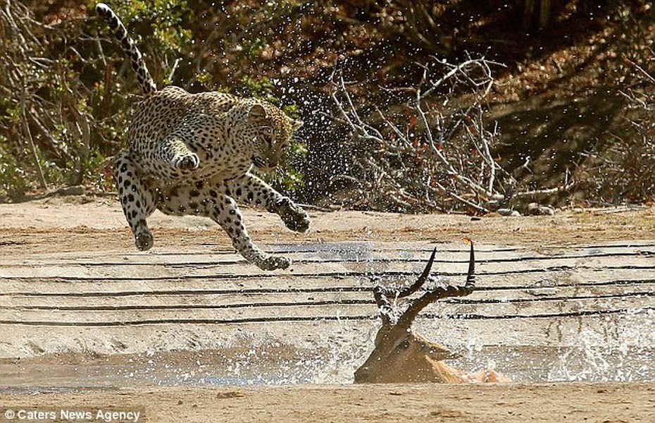 Simon Vegter, một hướng dẫn viên của khu bảo tồn Wild Wings Safaris, trong một chuyến hướng dẫn băng qua công viên quốc gia Kruger, Nam Phi đã ghi lại được loạt ảnh ấn tượng khi  báo hoa mai săn giết linh dương Impala một cách ngoạn mục. (Nguồn Dailymail)