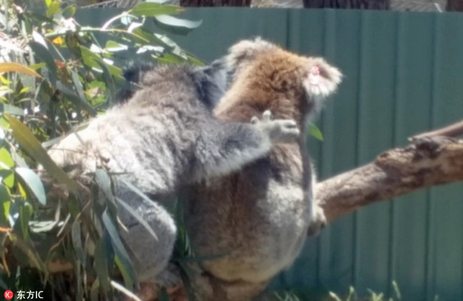 Tại công viên bảo tồn động vật hoang dã Moonlit Sanctuary, Pearcedale, bang Victoria, Australia, hai chú  gấu koala đáng yêu đã khiến nhiều du khách thích thú với màn đại chiến giành chỗ tắm nắng của mình. (Nguồn Sina)