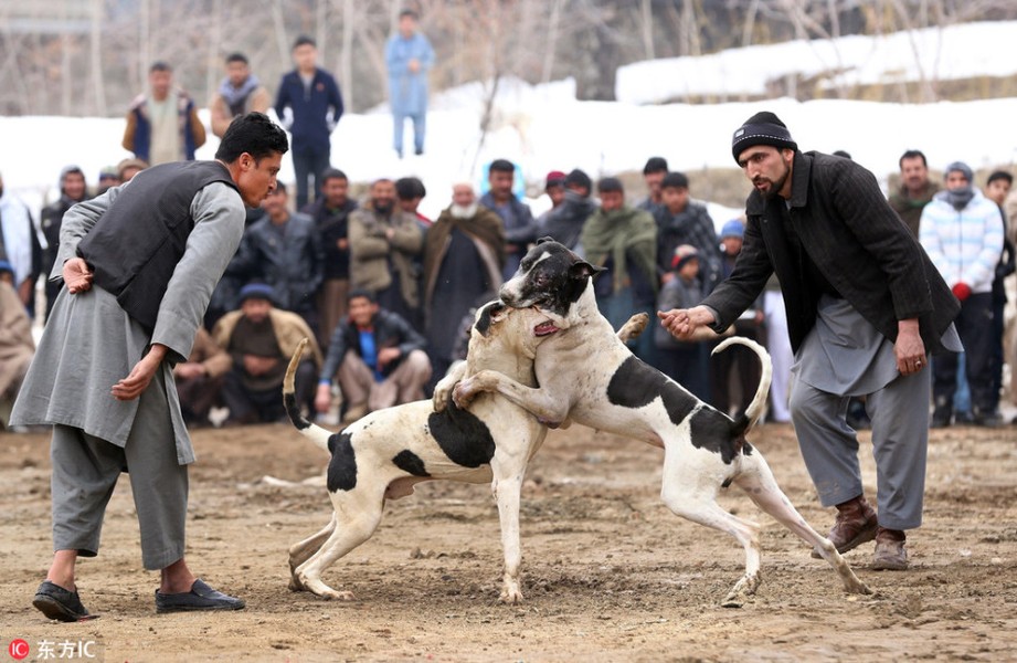 Tại thủ đô Kabul của Afghanistan, hoạt động  chọi chó đẫm máu đã được tổ chức rầm rộ trở lại, thu hút sự chú ý của rất nhiều người dân địa phương và khu vực. (Nguồn Sina)