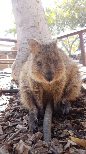 Trên thế giới có một loài  động vật đáng yêu mang cái tên lạ lùng, Quokkas. Có tên khoa học là Setonix brachyurus, đây là một loài động vật có vú trong họ Macropodidae, bộ Hai răng cửa. Chúng là một loài thú có túi nhỏ, có họ hàng với kangaroo. (Nguồn Bored Panda)