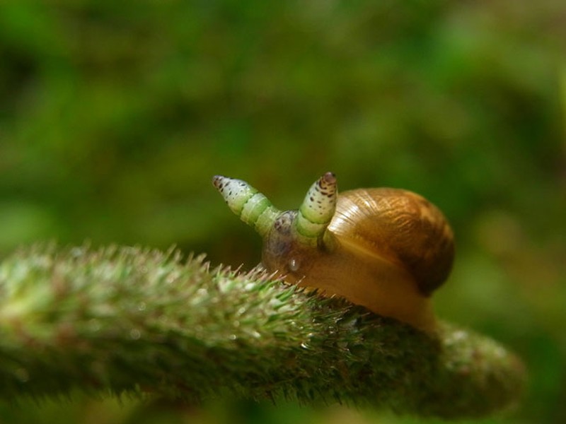 Một trong những loài  ký sinh trùng đáng sợ nhất là loài ký sinh trùng có tên Green Banded Broodsac, tên khoa học là Leucochloridium paradoxum). Loài ký sinh trùng này tồn tại trong ruột chim và được phân tán qua chất thải của chim. Khi những con ốc sên xui xẻo ăn phải những ký sinh trùng này, chúng sẽ chính thức bước vào giai đoạn làm nô lệ cho loài ký sinh trùng ghê độc ác. (Nguồn Africa Geographic)