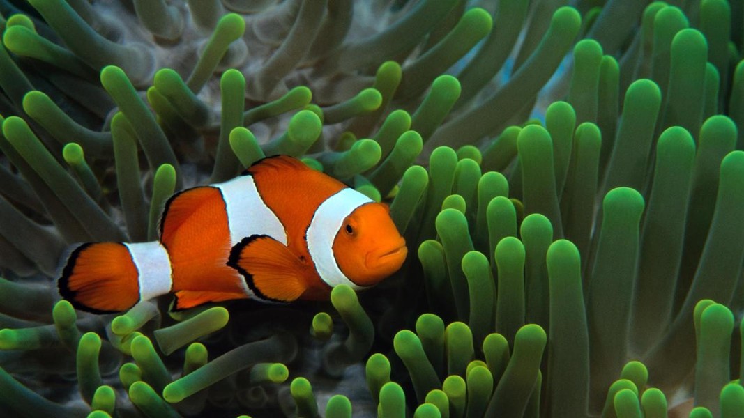 Cá hề, tên tiếng Anh là Amphiprioninae hay Clownfish, là loài cá biển sống ở các dải đá ngầm và rạn san hô, nằm trong nhánh  cá hề thuộc gia đình họ Cá thia. Trong tự nhiên, chúng thường sống cộng sinh với hải quỳ. (Ảnh: Pinterest)