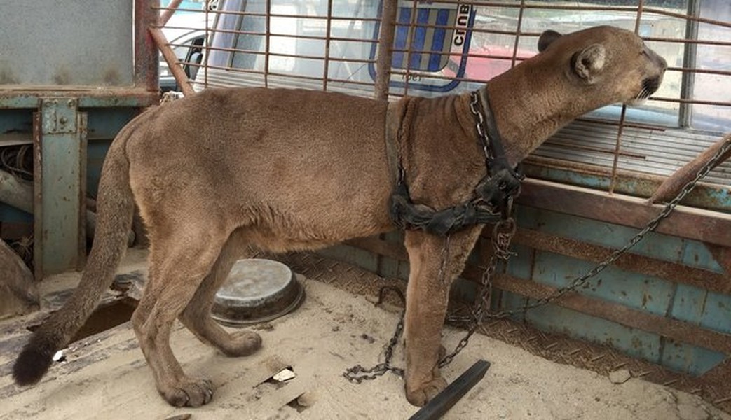 Theo Jan Creamer, chủ tịch tổ chức Animal Defenders International (ADI), con  báo sư tử đáng thương có thể đã được bán cho ông chủ gánh xiếc tư nhân lưu động từ khi còn sơ sinh.