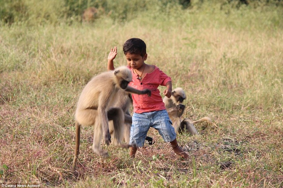 Samarth Bangari, 3 tuổi, ở làng Allapur, bang Karnataka, phía tây Ấn Độ còn được gọi là  cậu bé rừng xanh phiên bản người thật bởi khả năng giao tiếp và kết bạn với những con khỉ hoang dã.