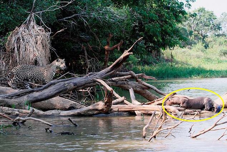 Các nhà khoa học ghi được những hình ảnh thú vị về màn chạm trán giữa báo đốm và  rái cá khổng lồ, khiến người xem thích thú.