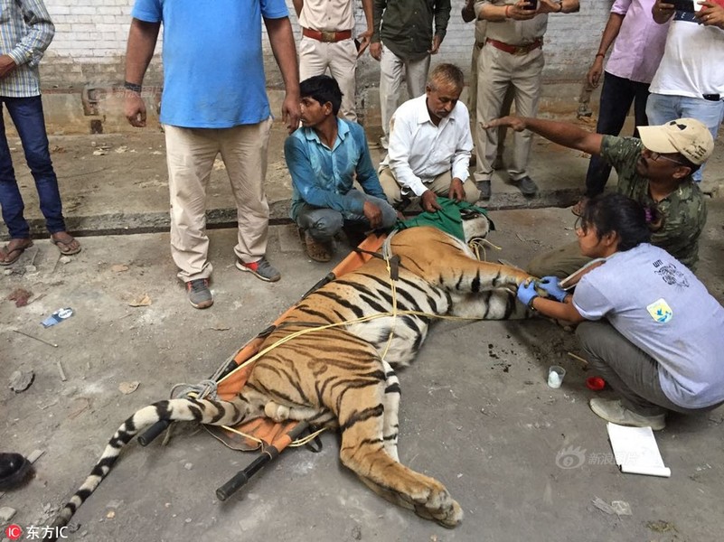 Mới đây, tại bang Uttar Pradesh, Ấn Độ, người dân và các nhân viên cứu hộ động vật hoang dã địa phương đã giải cứu một  con hổ vằn đực, giúp nó thoát khỏi cuộc sống kiệt quệ, phải lẩn trốn hết lần này đến lần khác.