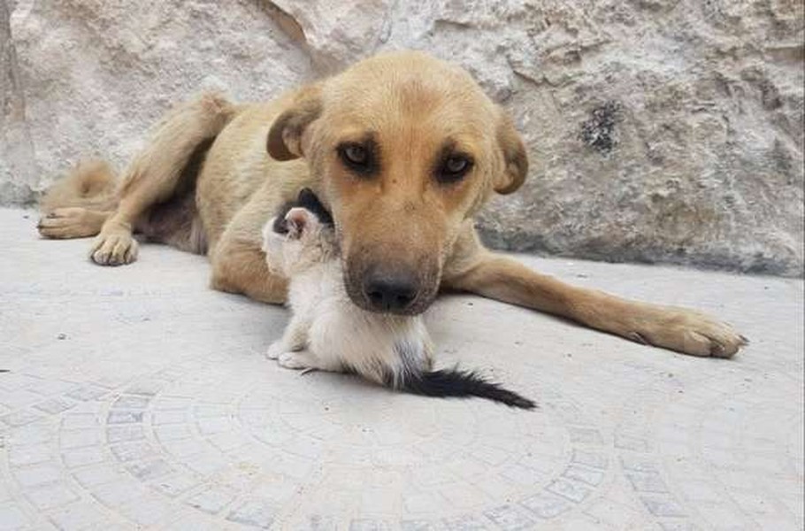 Amira là một con chó lang thang sống gần trung tâm cứu trợ mèo Il Gattaro d'Aleppo, một khu cứu trợ mèo cơ nhỡ nổi tiếng ở Syria. Người sáng lập trung tâm, Mohammad Alaa Jaleel (thường gọi là Alaa) khi phát hiện Amira mang thai, đã làm hết sức để chăm sóc cho  cô chó cơ nhỡ này.