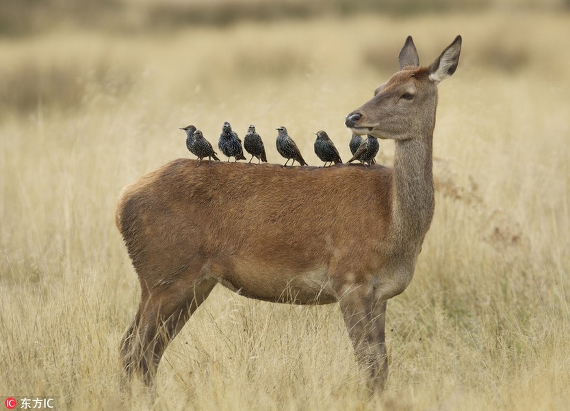 Tại Richmond Park, London, Anh, một nhóm những con chim nhỏ đang nghỉ ngơi trên lưng một con nai cái sau một chuyến bay dài. Chúng để cho con nai di chuyển và xem như một chuyến xe điện miễn phí. Cảnh hài hước trong thế giới  động vật này được chụp bởi sinh viên 16 tuổi Samuel Aron.