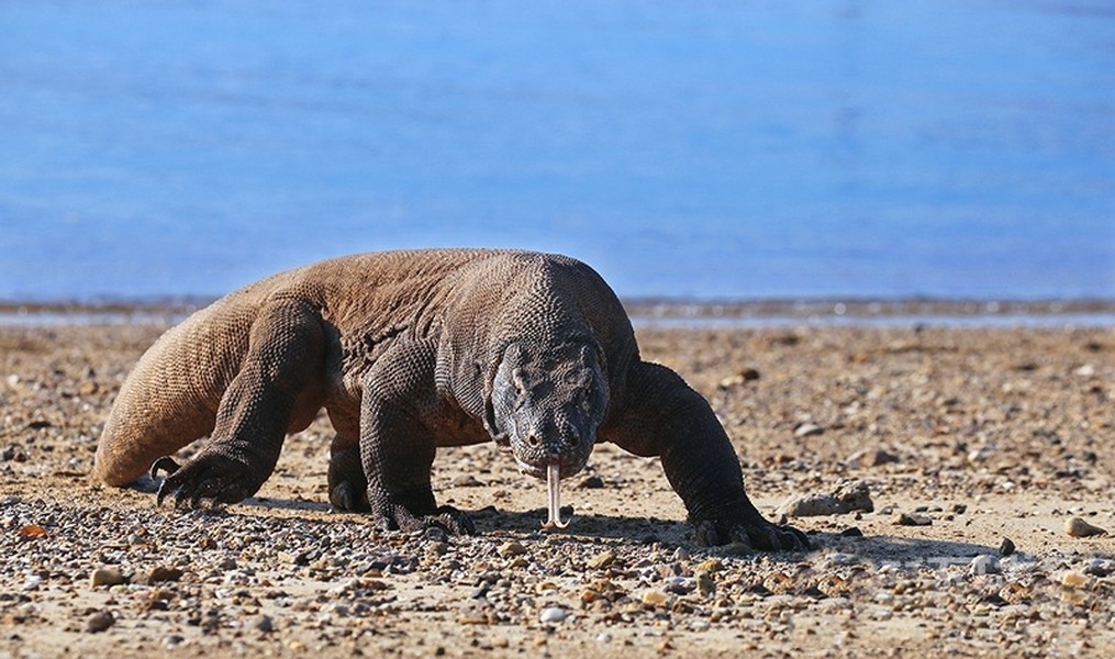 Rồng Komodo, tên khoa học là Varanus komodoensis, là loài thằn lằn lớn nhất trên thế giới hiện nay, với chiều dài trung bình từ 2-3m. Vì các đặc điểm sinh học chỉ cho phép những con  rồng Komodo sinh sống tại Indonesia, các nhà nghiên cứu không thể tìm ra loài động vật này ở bất cứ nơi nào khác trên Trái đất.