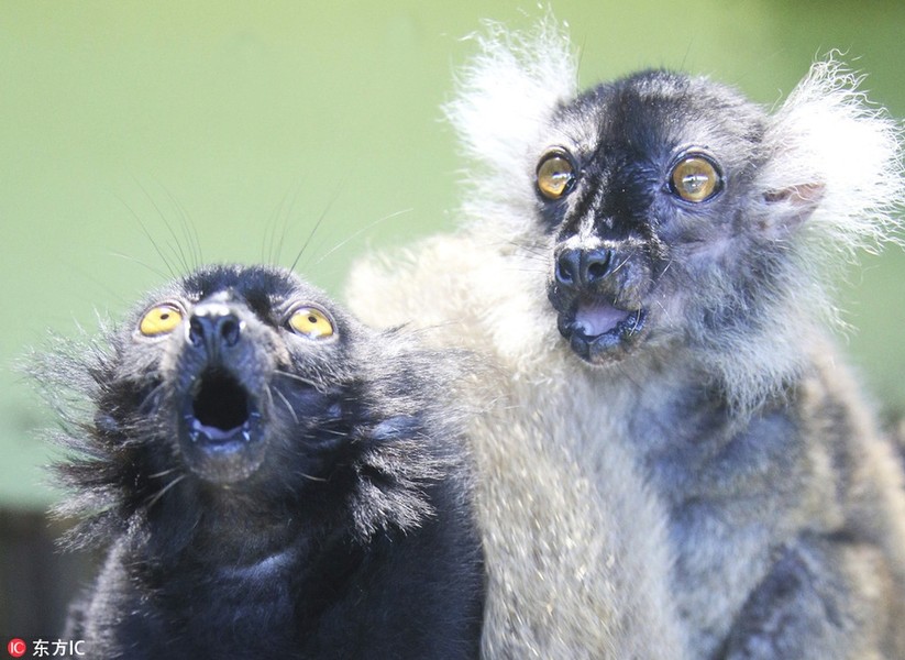 Tại trung tâm nuôi dưỡng và chăm sóc khỉ Nhật Bản Japan Monkey Center, hai con  vượn cáo có tên là Sun và Moon gần đây vô cùng nổi tiếng, chúng bật lên thành những ngôi sao động vật trong trung tâm nhờ gương mặt với biểu hiện ngạc nhiên tột độ của mình.