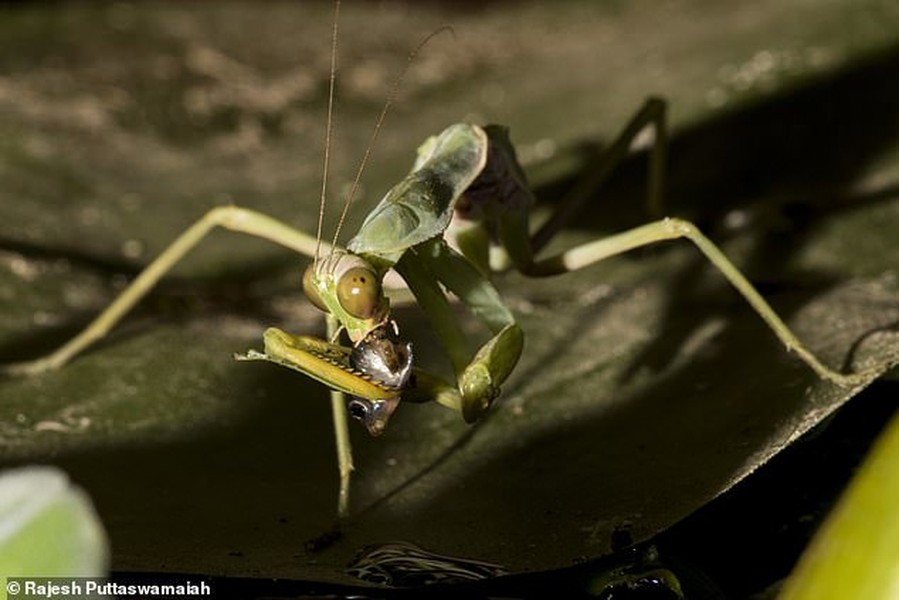 Mới đây, trên tạp chí Orthoptera Research, một nhóm các nhà nghiên cứu đã công bố trường hợp kỳ lạ về một con  bọ ngựa khổng lồ ở Tây Nam Ấn Độ, gây xôn xao dư luận. Trong nghiên cứu này, các nhà khoa học cho biết, đây là lần đầu tiên họ quan sát thấy một con bọ ngựa săn giết cá bảy màu, một loại cá nước ngọt nhiệt đới.