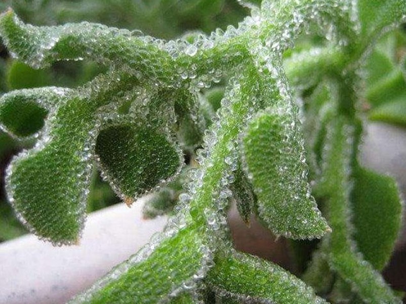 Theo tìm hiểu,  rau băng hay rau đá tên khoa học là Mesembryanthemum crystallinum, có nguồn gốc ở Châu Phi, Tây Á và Châu Âu. Đây là loại rau có giá trị dinh dưỡng cao, rất giàu axit amin và chất chống axit hóa.