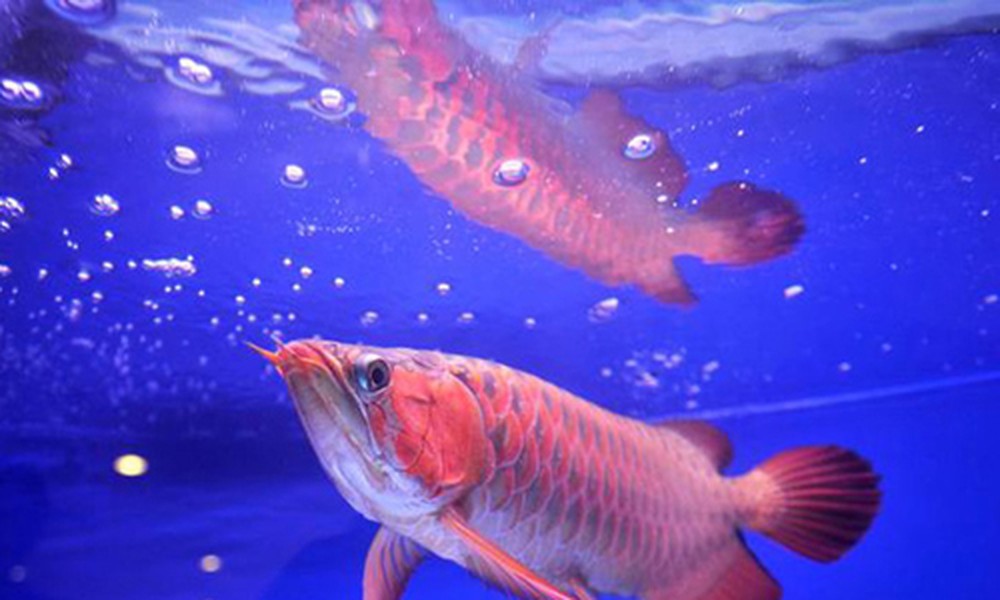 Loài  cá rồng Dragon fish còn được gọi là Asian Arowana và Asian Bonytongue.