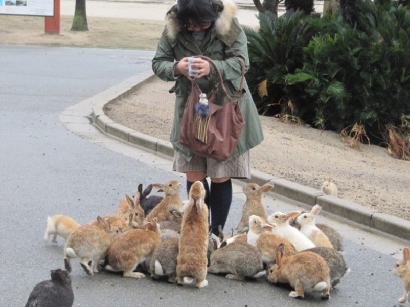 Đảo Okunoshima ở Takehara, tỉnh Hiroshima, Nhật Bản là một trong những  địa điểm kỳ lạ nhất trên Trái đất. Khi đến đây, du khách không khỏi ngạc nhiên và cảm thấy thú vị khi số lượng thỏ nhiều hơn số người sống trên đảo.