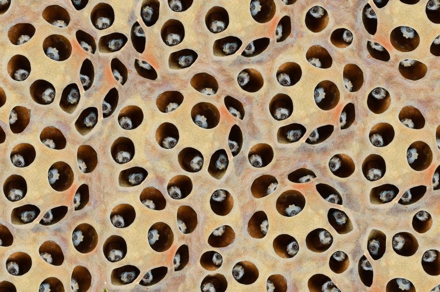 Trypophobia là tên của hội chứng sợ những đồ vật có nhiều lỗ. Theo đó, những người mắc  chứng bệnh sợ hãi này cảm thấy khó chịu, buồn nôn, nổi da gà hay thậm chí là hoảng loạn khi nhìn thấy những vật có nhiều lỗ nhỏ như tổ ong, mút xốp...