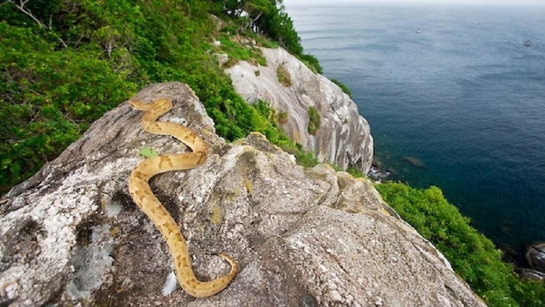 Ilha de Queimada Grande còn được gọi đảo Rắn nằm ở ngoài khởi bờ biển Brazil. Đây là một trong những  hòn đảo cực nguy hiểm nên cấm con người đặt chân đến.