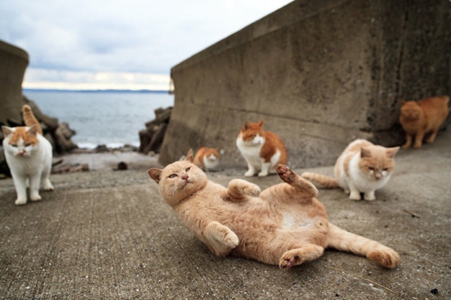  "Vương quốc" của loài mèo được biết đến là đảo Tashirojima ở Nhật Bản. Đây là một địa điểm du lịch nổi tiếng thế giới dành cho những khách du lịch thích mèo.