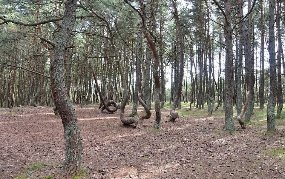 Khu rừng thông Dancing Forest (rừng nhảy múa) ở Kaliningrad, Nga là một trong những địa điểm bí ẩn nhất thế giới. Bên trong  khu rừng kỳ quái này có nhiều cây thông mọc với dáng bất thường.