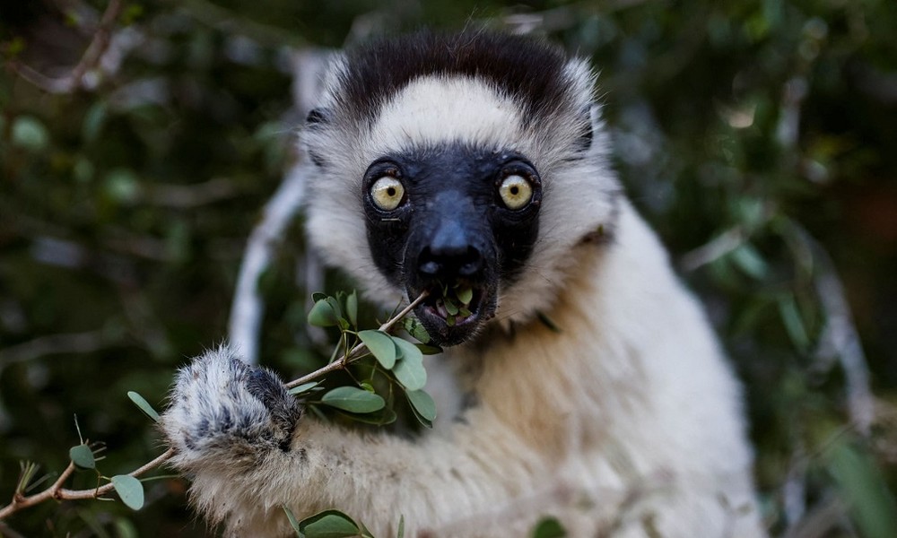 Một con vượn cáo Sifaka ăn lá cây tại Khu bảo tồn Berenty ở tỉnh Toliara, Madagascar. Đây là một trong những khoảnh khắc tuyệt đẹp và ấn tượng về thế giới  động vật hoang dã. (Ảnh: Alkis Konstantinidis/Reuters)