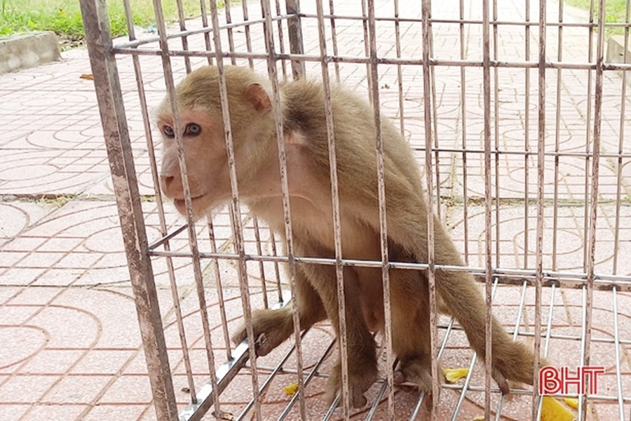 Vào sáng ngày 5/8, anh Bùi Văn Hướng ở thôn Đông Thịnh, xã Hồng Lộc giao nộp một  cá thế khỉ vàng cho Hạt Kiểm lâm huyện Lộc Hà, tỉnh Hà Tĩnh để cơ quan chức năng thả về môi trường tự nhiên. Ảnh: Báo Hà Tĩnh.